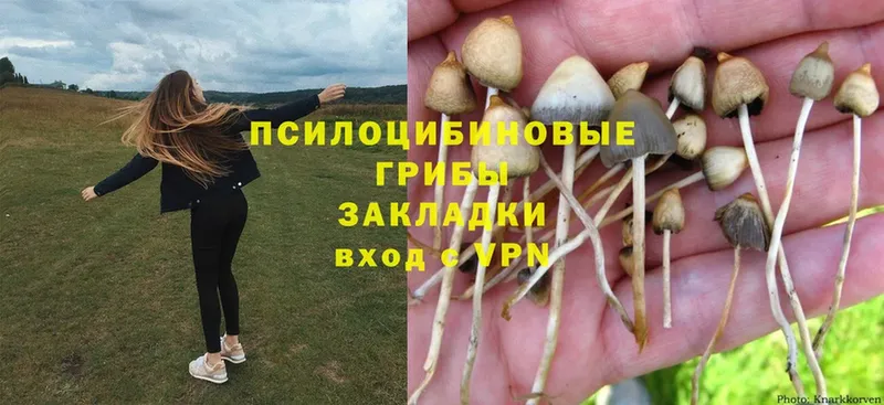 Псилоцибиновые грибы Magic Shrooms  Богданович 